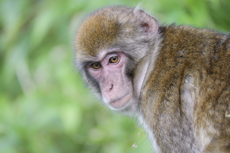 おサルに願いを⑥インドネシアのおサルさん事情